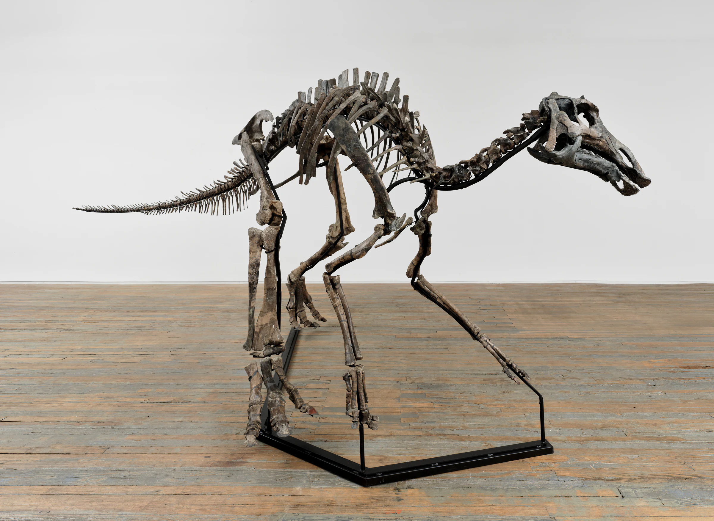 “Marcel” - Subadult Maiasaura peeblesorum, Late Cretaceous, approximately 76 million years ago, Linster Quarry, Two Medicine Formation, Teton County, Montana 85% original fossil bone (approximately 88% of visible skeletal surface) Estimated age at death: 5–7 years, 90 x 236.4 in; Base: 51.6 × 112.8 in 228.6 x 600.5 cm; Base: 131.1 × 286.5 cm
