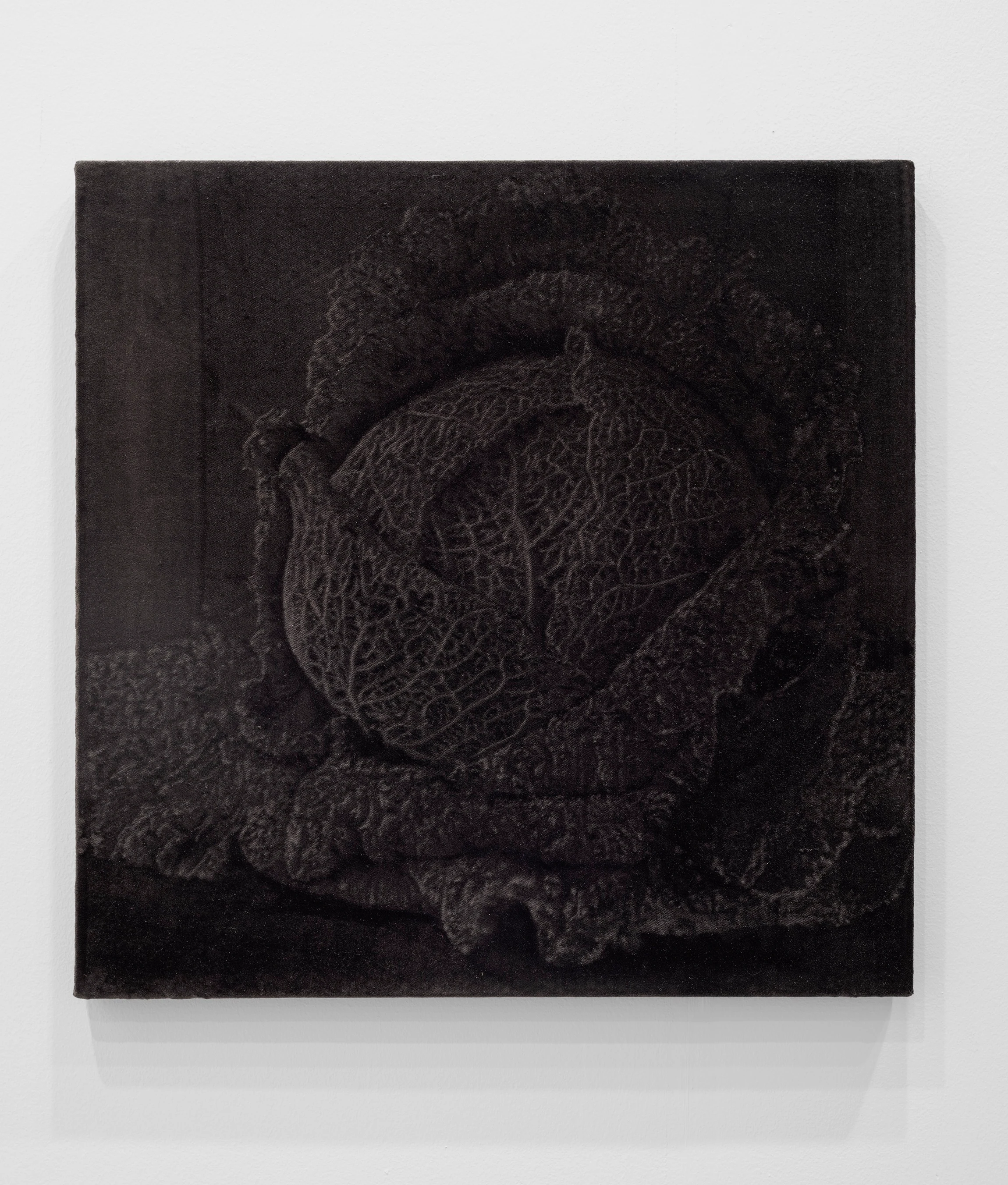 Leonardo Meoni, Cabbage, 2024, Mixed media on velvet, 31 1/2 x 31 1/2 in, 80 x 80 cm